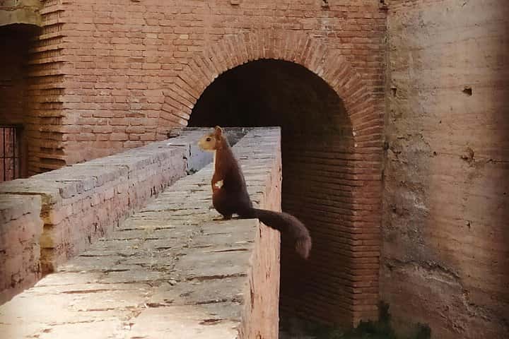 Alhambra completa con guía turístico- Evite colas de individuales en Granada - Foto 4