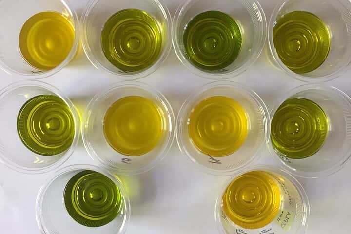 Tour privado de aceite de oliva de día completo con degustación en Valencia en Valencia - Foto 3