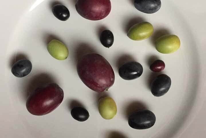 Tour privado de aceite de oliva de día completo con degustación en Valencia en Valencia - Foto 4