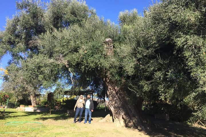 Tour privado de aceite de oliva de día completo con degustación en Valencia en Valencia - Foto 5