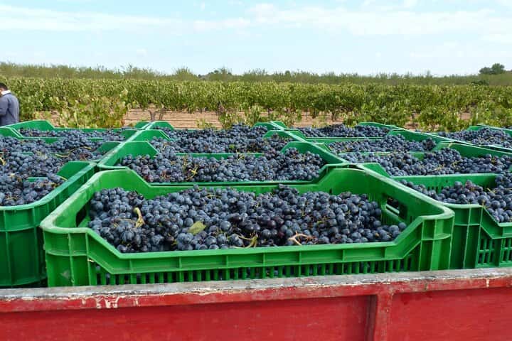 Requena Somm. Viñedos Privados / Degustación de Vinos Premium 1/2 Día en Valencia - Foto 3