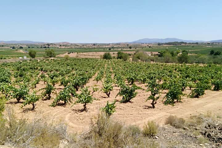 Requena Somm. Viñedos Privados / Degustación de Vinos Premium 1/2 Día en Valencia - Foto 6