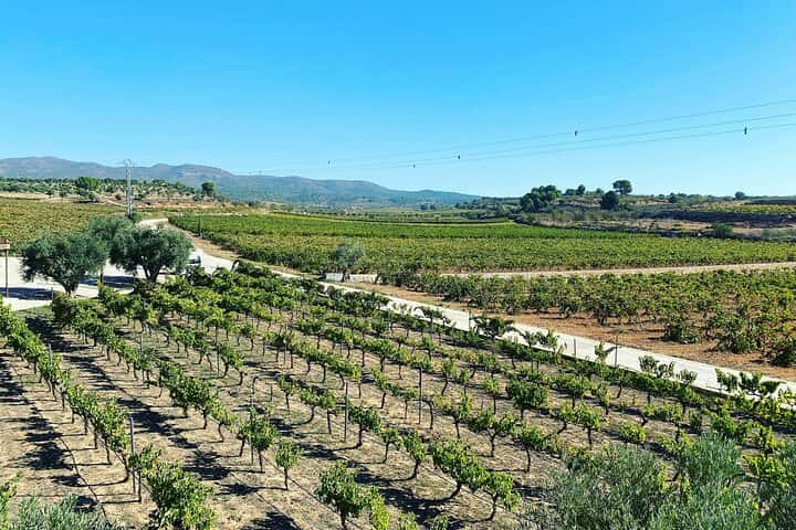 Requena Somm. Viñedos Privados / Degustación de Vinos Premium 1/2 Día en Valencia - Foto 24
