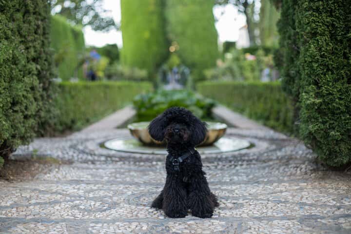 Tour privado de día o noche a la Alhambra en Granada - Foto 8