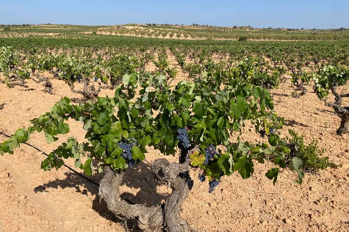 Requena Somm. Viñedos Privados / Degustación de Vinos Premium 1/2 Día en Valencia - Foto 2