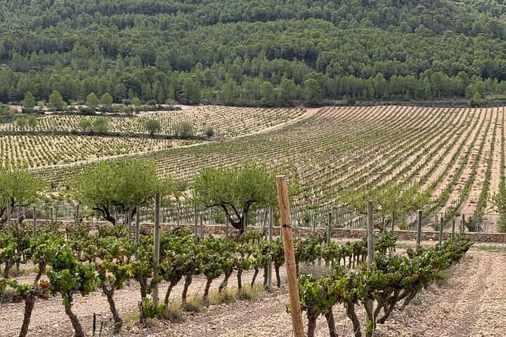 Requena Somm. Viñedos Privados / Degustación de Vinos Premium 1/2 Día en Valencia - Foto 33