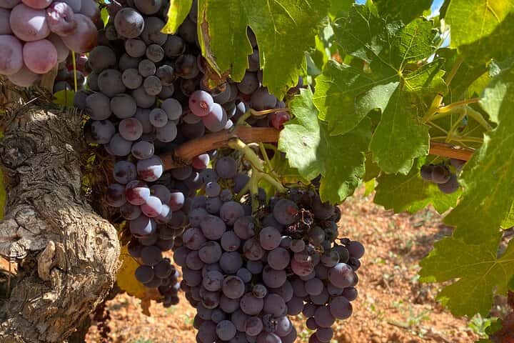 Requena Somm. Viñedos Privados / Degustación de Vinos Premium 1/2 Día en Valencia - Foto 34