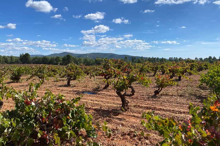 Requena Somm. Viñedos Privados / Degustación de Vinos Premium 1/2 Día en Valencia - Foto 35
