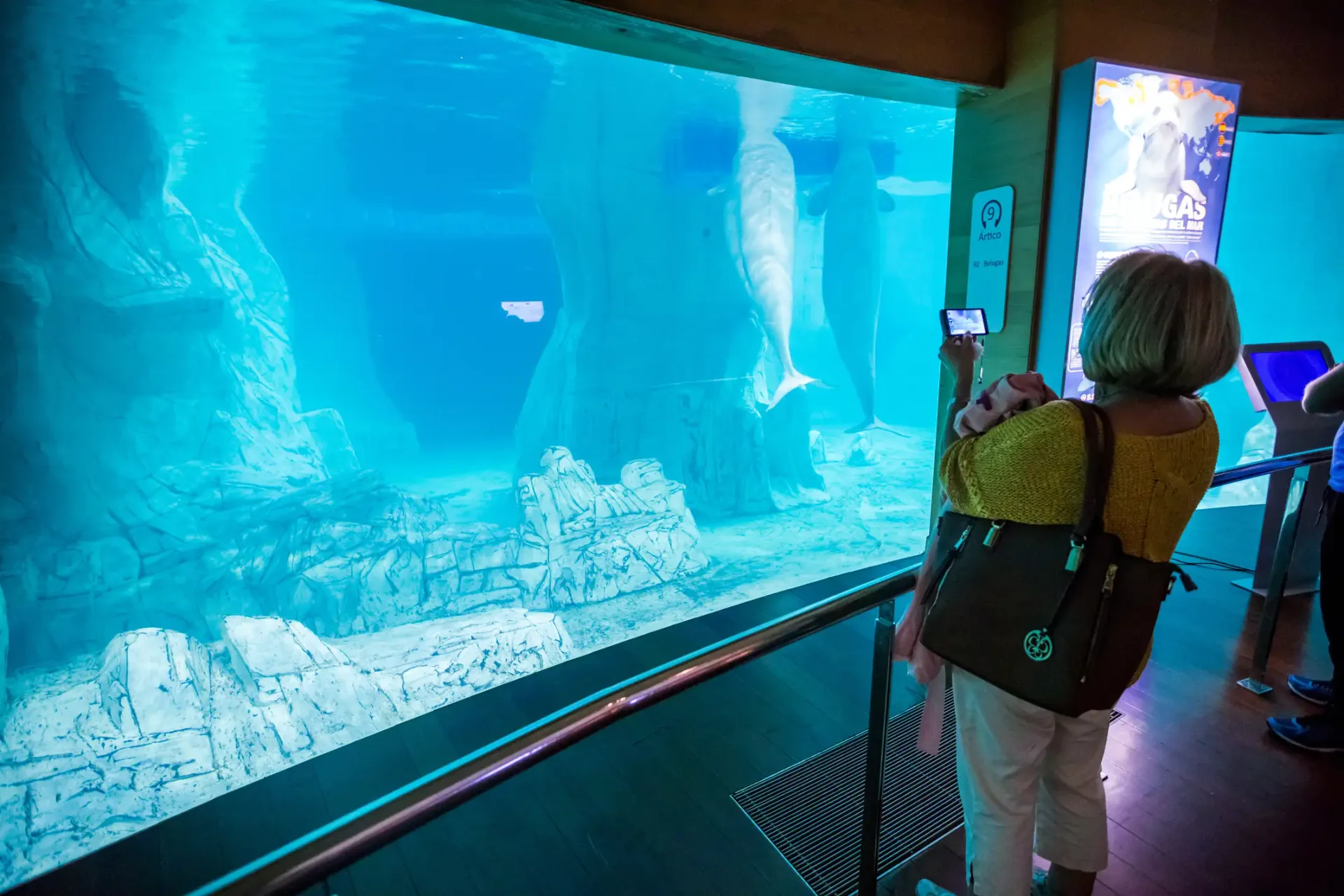 Combo Oceanogràfic y Museo de las Ciencias Valencia
