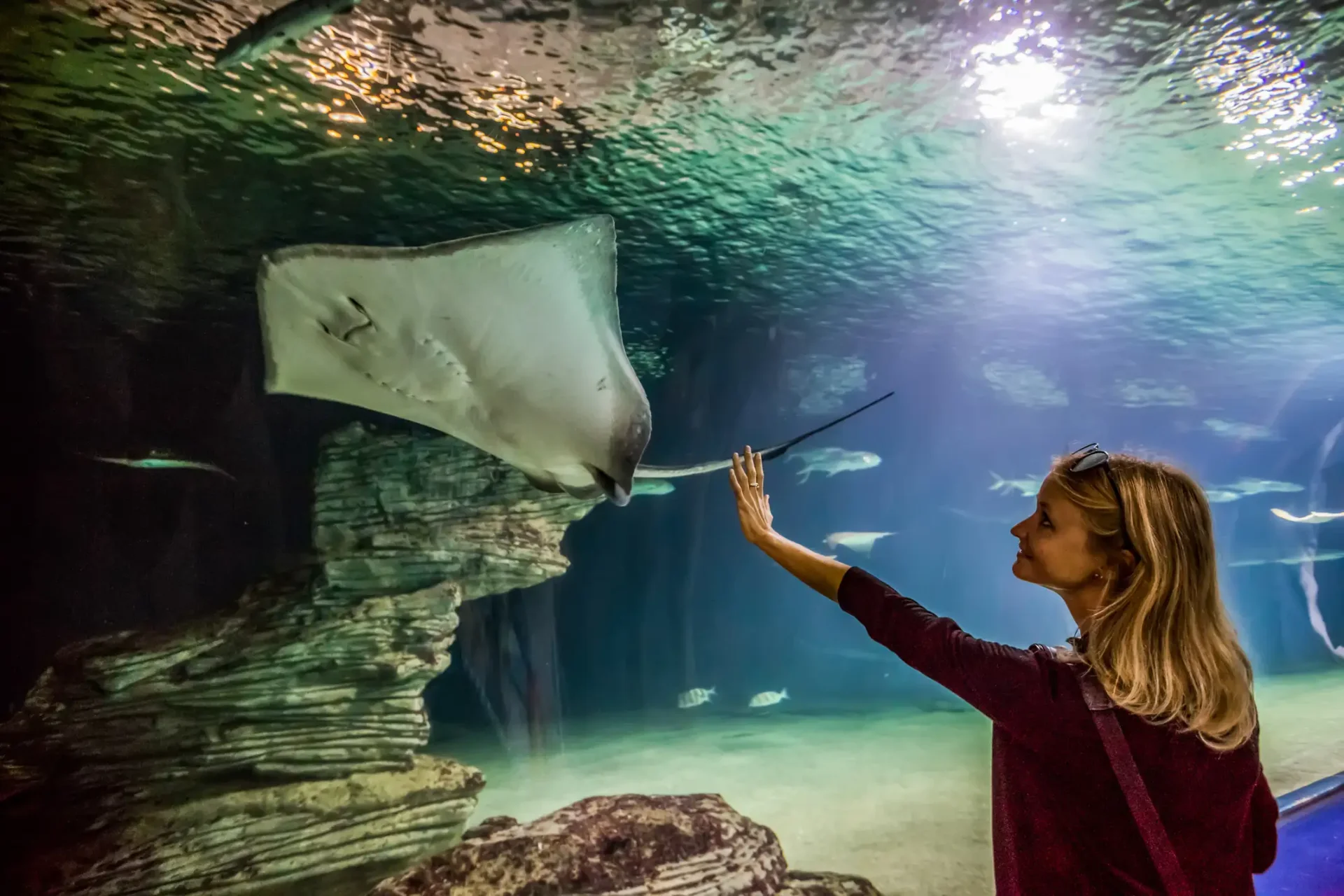 Entrada al Oceanogràfic de Valencia: el acuario más grande de Europa